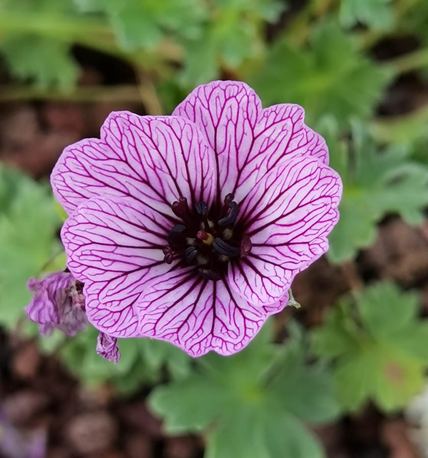 Geranium cinereum 'Ballerina'